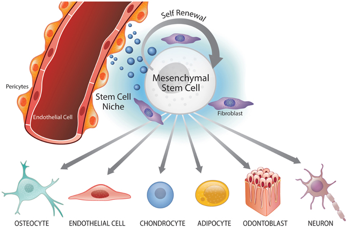 Őssejtekből származó inzulintermelő sejtekkel a diabétesz ellen | PHARMINDEX Online
